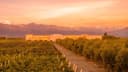 Rutini Wines